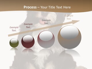 A Small Brown And White Dog Sitting On A White Background PowerPoint Template