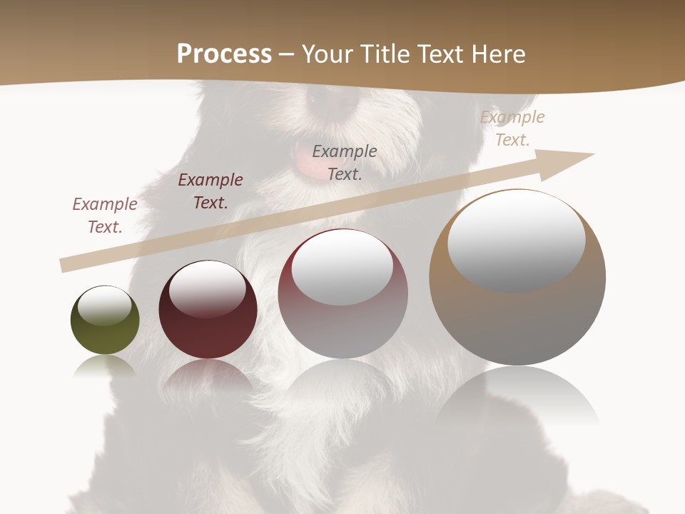 A Small Brown And White Dog Sitting On A White Background PowerPoint Template