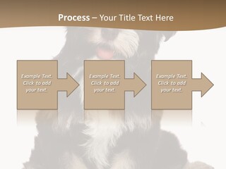 A Small Brown And White Dog Sitting On A White Background PowerPoint Template