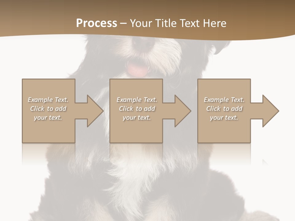 A Small Brown And White Dog Sitting On A White Background PowerPoint Template