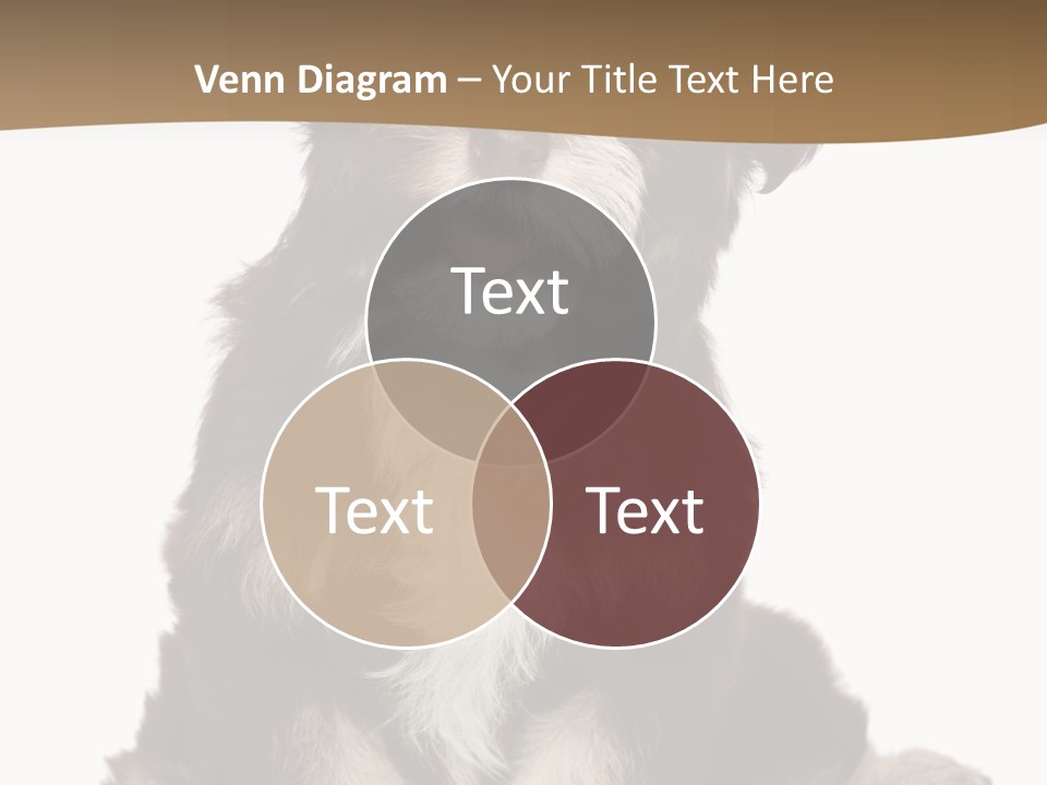 A Small Brown And White Dog Sitting On A White Background PowerPoint Template