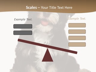 A Small Brown And White Dog Sitting On A White Background PowerPoint Template