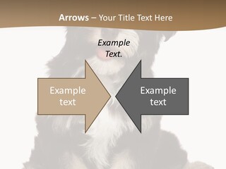 A Small Brown And White Dog Sitting On A White Background PowerPoint Template