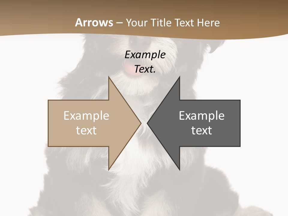 A Small Brown And White Dog Sitting On A White Background PowerPoint Template