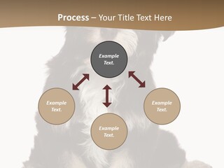 A Small Brown And White Dog Sitting On A White Background PowerPoint Template