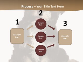 A Small Brown And White Dog Sitting On A White Background PowerPoint Template