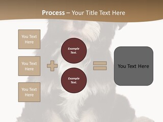 A Small Brown And White Dog Sitting On A White Background PowerPoint Template