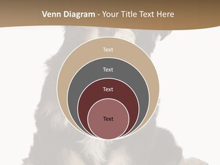 A Small Brown And White Dog Sitting On A White Background PowerPoint Template