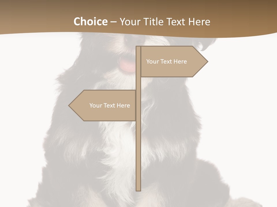 A Small Brown And White Dog Sitting On A White Background PowerPoint Template