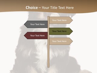 A Small Brown And White Dog Sitting On A White Background PowerPoint Template