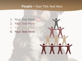 A Small Brown And White Dog Sitting On A White Background PowerPoint Template