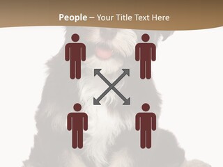 A Small Brown And White Dog Sitting On A White Background PowerPoint Template