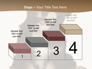 A Small Brown And White Dog Sitting On A White Background PowerPoint Template