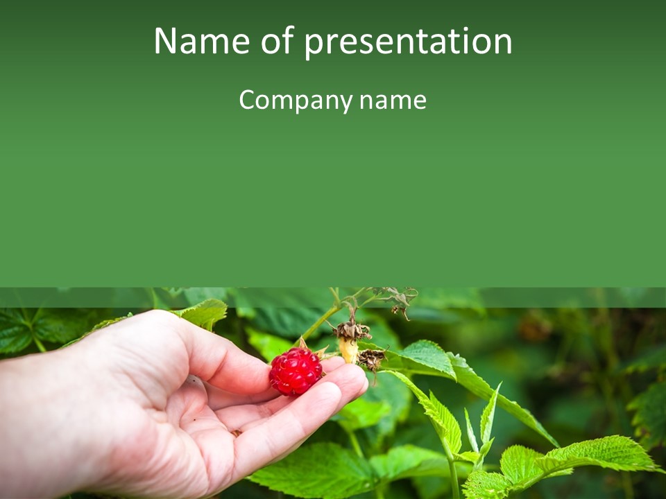 A Person Holding A Berry In Their Hand PowerPoint Template