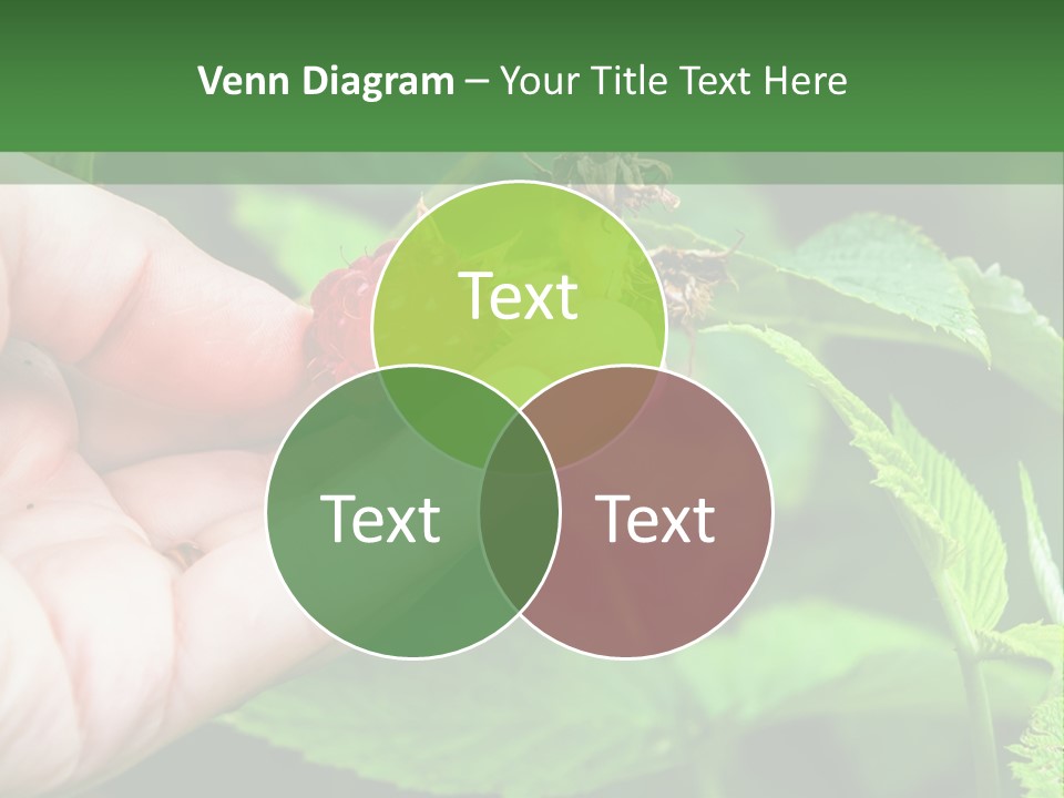 A Person Holding A Berry In Their Hand PowerPoint Template