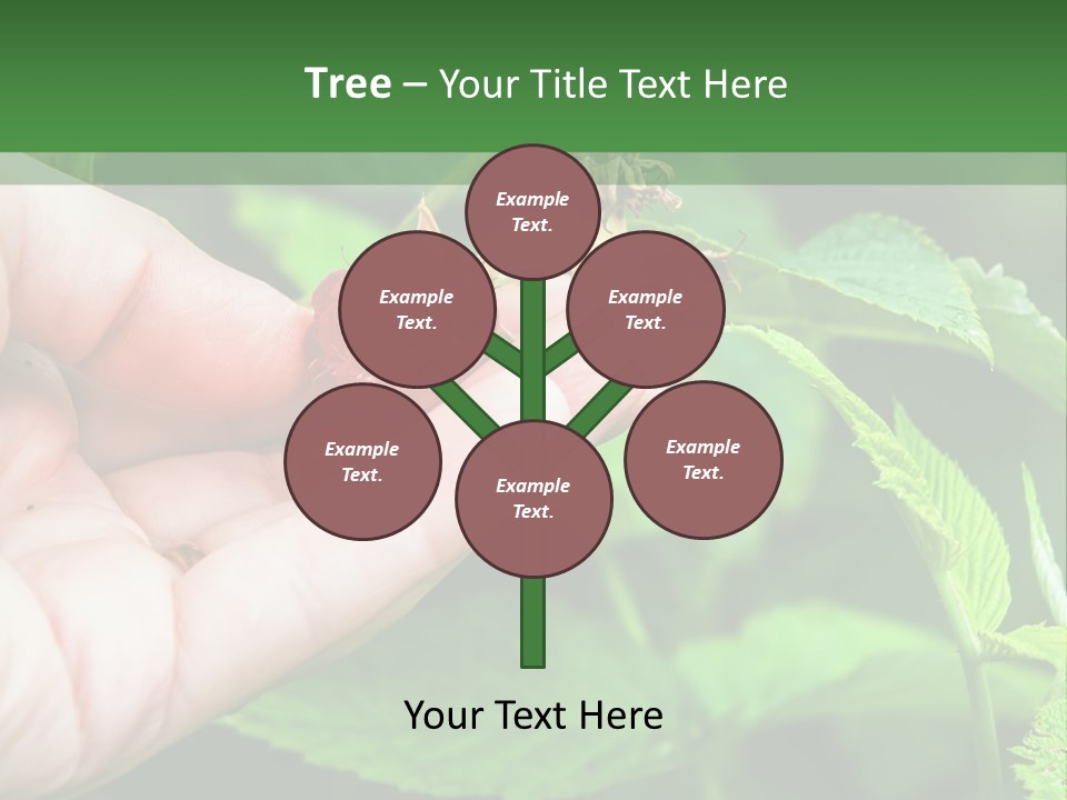 A Person Holding A Berry In Their Hand PowerPoint Template