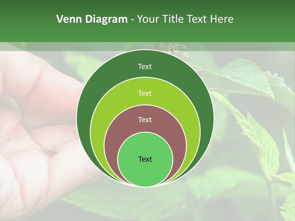 A Person Holding A Berry In Their Hand PowerPoint Template