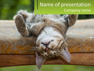 A Cat That Is Laying Down On A Bench PowerPoint Template