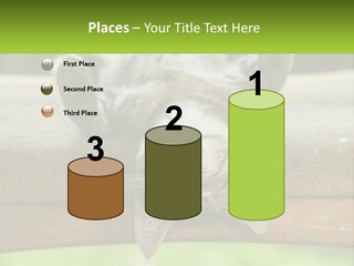 A Cat That Is Laying Down On A Bench PowerPoint Template