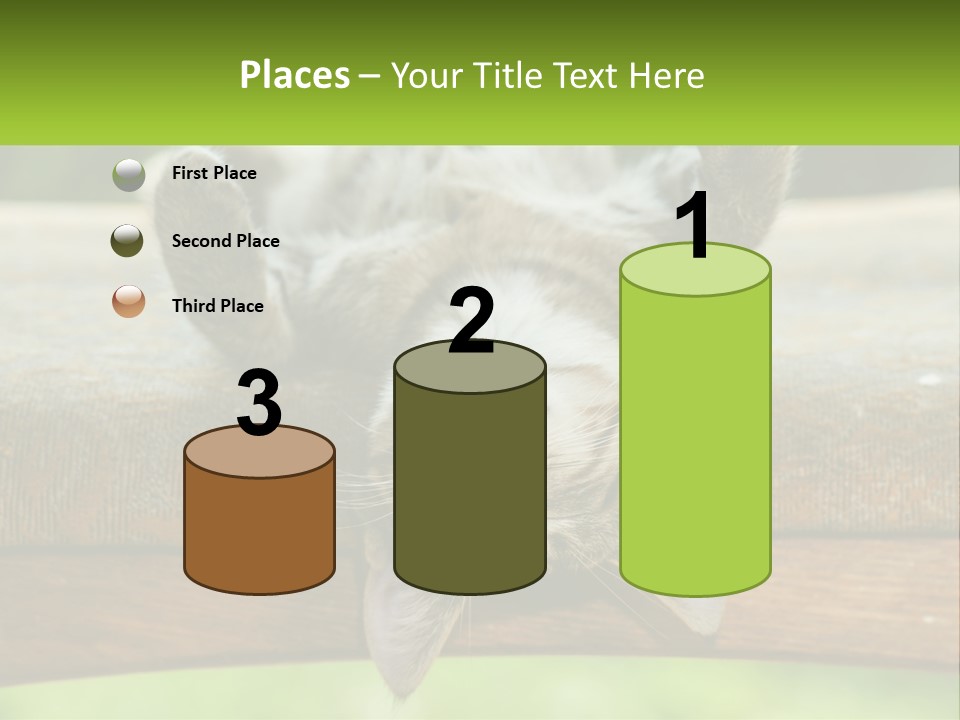 A Cat That Is Laying Down On A Bench PowerPoint Template