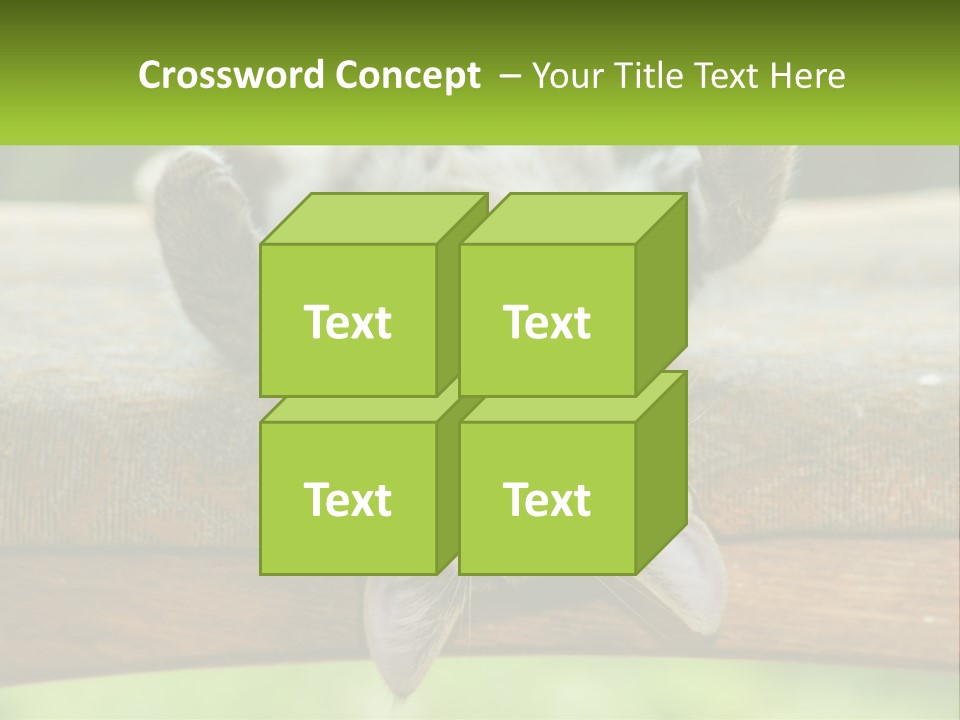 A Cat That Is Laying Down On A Bench PowerPoint Template