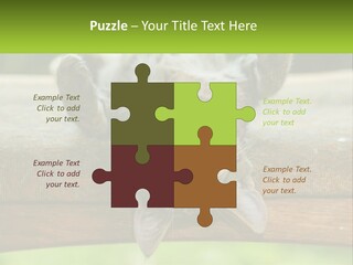 A Cat That Is Laying Down On A Bench PowerPoint Template