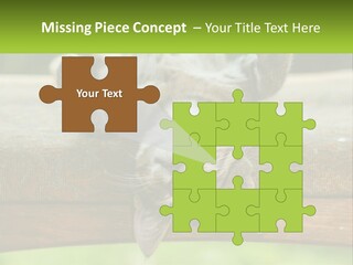 A Cat That Is Laying Down On A Bench PowerPoint Template