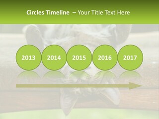 A Cat That Is Laying Down On A Bench PowerPoint Template