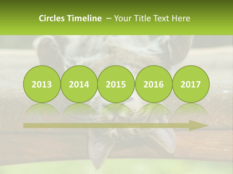 A Cat That Is Laying Down On A Bench PowerPoint Template