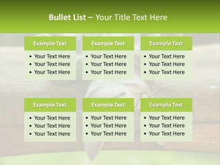 A Cat That Is Laying Down On A Bench PowerPoint Template