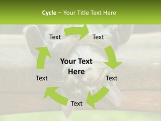 A Cat That Is Laying Down On A Bench PowerPoint Template