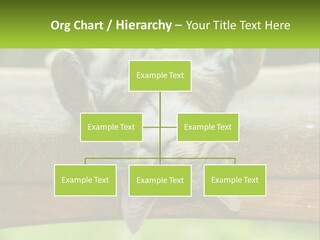 A Cat That Is Laying Down On A Bench PowerPoint Template