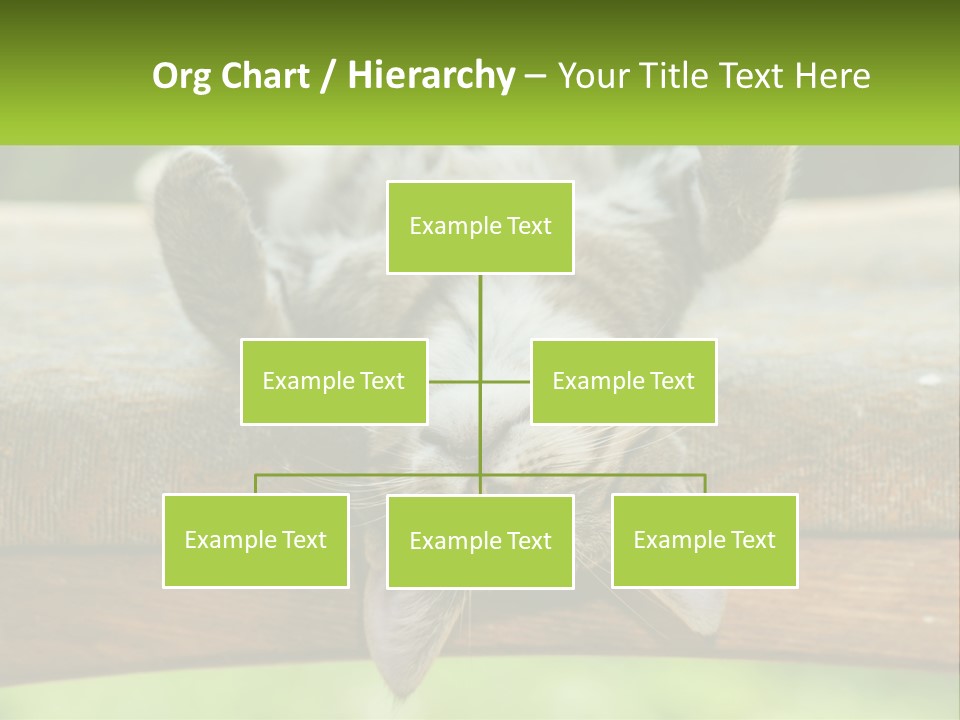 A Cat That Is Laying Down On A Bench PowerPoint Template