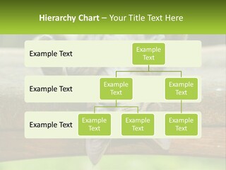 A Cat That Is Laying Down On A Bench PowerPoint Template