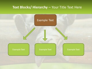 A Cat That Is Laying Down On A Bench PowerPoint Template