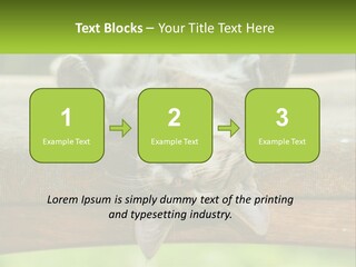 A Cat That Is Laying Down On A Bench PowerPoint Template