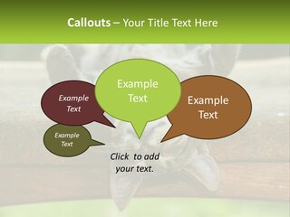 A Cat That Is Laying Down On A Bench PowerPoint Template