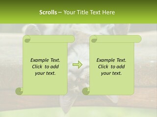 A Cat That Is Laying Down On A Bench PowerPoint Template