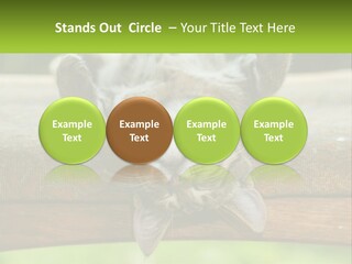 A Cat That Is Laying Down On A Bench PowerPoint Template