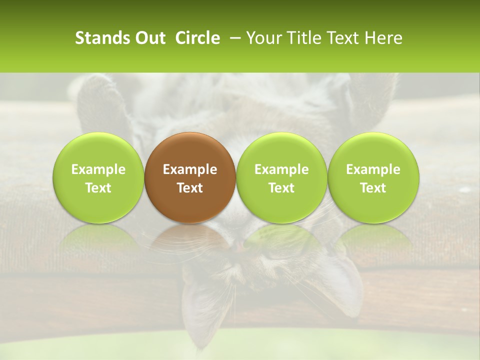 A Cat That Is Laying Down On A Bench PowerPoint Template