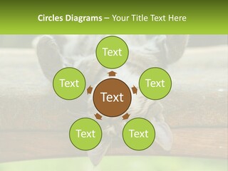 A Cat That Is Laying Down On A Bench PowerPoint Template