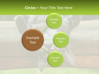 A Cat That Is Laying Down On A Bench PowerPoint Template