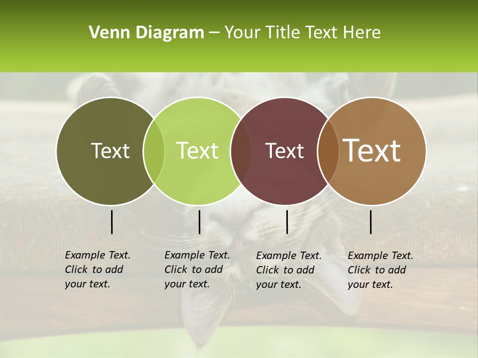 A Cat That Is Laying Down On A Bench PowerPoint Template