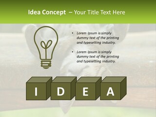 A Cat That Is Laying Down On A Bench PowerPoint Template