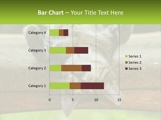 A Cat That Is Laying Down On A Bench PowerPoint Template