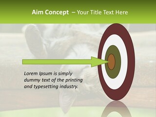 A Cat That Is Laying Down On A Bench PowerPoint Template