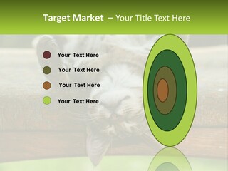 A Cat That Is Laying Down On A Bench PowerPoint Template