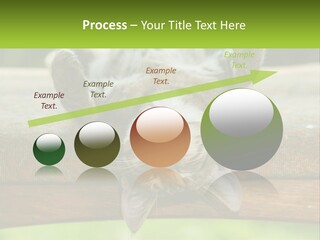 A Cat That Is Laying Down On A Bench PowerPoint Template