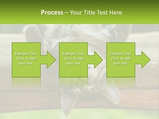 A Cat That Is Laying Down On A Bench PowerPoint Template