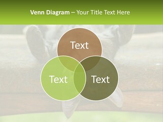 A Cat That Is Laying Down On A Bench PowerPoint Template